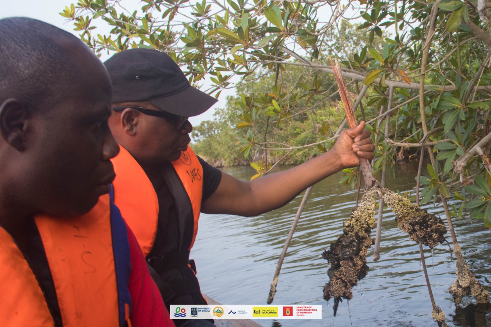 The C2R-CD Project Has Been Sampling Mangrove Oysters To Ascertain The Pathways Of The Transmission Of Faecal Coliforms And Diarrhoea Pathogens.